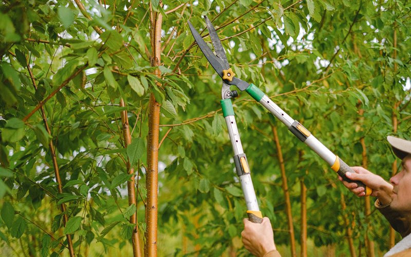 Tree trimming in Orangeburg, NY