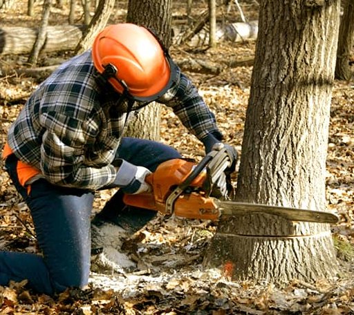 Tree Removal in Orangeburg, NY